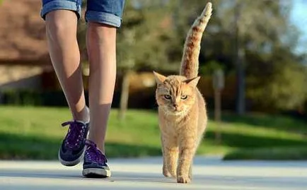 Cât de mult este britanic, bengali, Scottish Fold pisoi, modul în care un preț