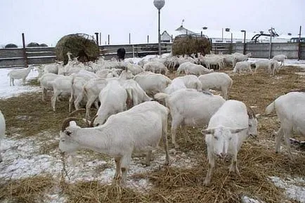 Cât de mult fân aveți nevoie de o capră în timpul iernii, toamna și primăvara