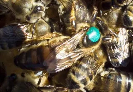Cât de mulți ochi în albina - anatomia albinelor
