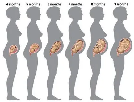 Колко време е бременността