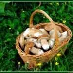 Cules de ciuperci în pădure sfaturi chiar de la culegătorii de ciuperci cu experiență