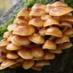 Cules de ciuperci în pădure sfaturi chiar de la culegătorii de ciuperci cu experiență