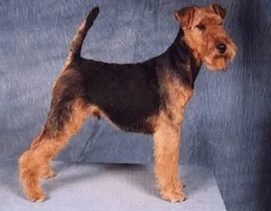 welsh terrier kutya