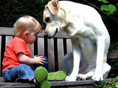 Canine egyedülálló aránya kutyák gyermekeknek