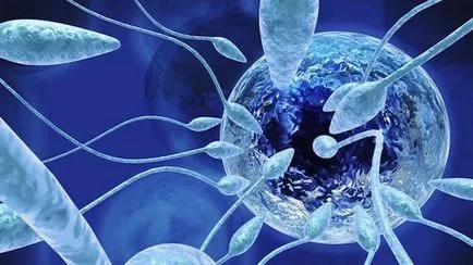 Hány élő spermium van egy egyértelmű választ