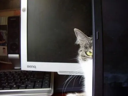 Fotografie: animale haioase - numărul de emitere 46 (pisica la calculator) - animale interesante