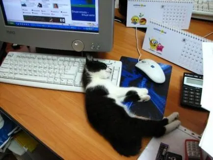 Fotografie: animale haioase - numărul de emitere 46 (pisica la calculator) - animale interesante