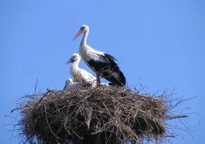 Álomértelmezés Stork mi álmok gólya fehér, fekete a fészekben, a nők ég