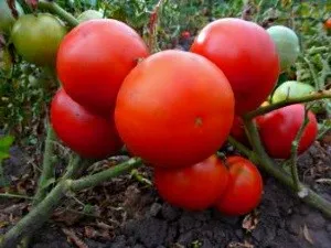 Soiuri de tomate, care sunt rezistente la manei și a altor boli