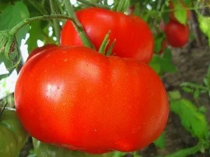 Soiuri de tomate, care sunt rezistente la manei și a altor boli