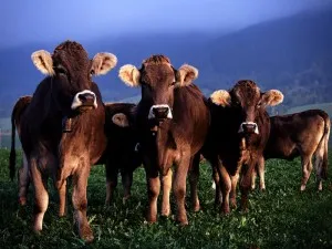 Interpretarea de vis și de lapte de vaca