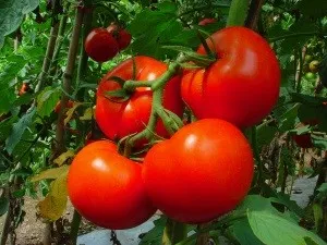 Soiuri de tomate, care sunt rezistente la manei și a altor boli