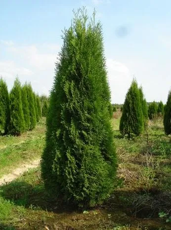 сортове Arborvitae и тяхната употреба в ландшафтния дизайн, строителство и ремонт