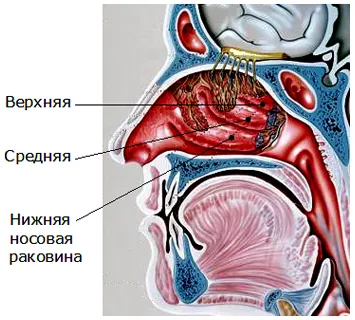 Деконгестанти ... ние двамата, аз и моите капки!