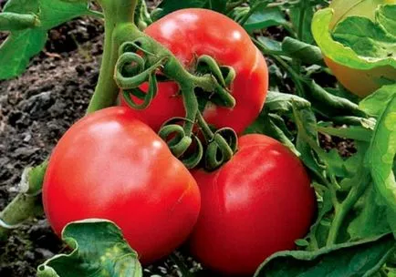 сортове домати, устойчиви на болести, преглед на най-популярните