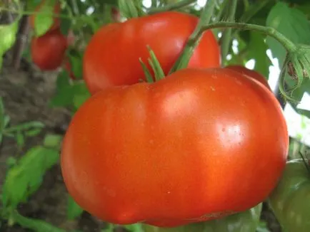 сортове домати, устойчиви на болести, преглед на най-популярните