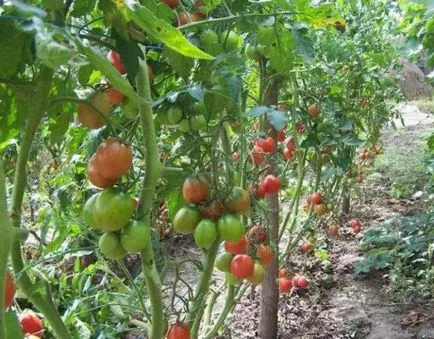 Paradicsomfajta ellenálló burgonyavész, hogyan lehet megszabadulni