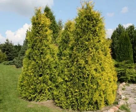 сортове Arborvitae и тяхната употреба в ландшафтния дизайн, строителство и ремонт