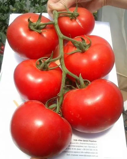 soiuri de tomate rezistente la boli de ansamblu asupra celor mai populare