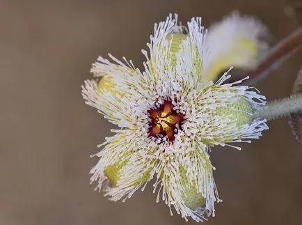 Stapelia fotografii și specii de propagare și de îngrijire de flori