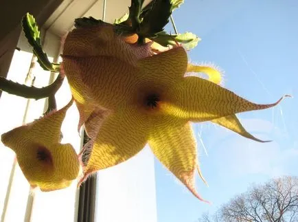 Stapelia fotografii și specii de propagare și de îngrijire de flori