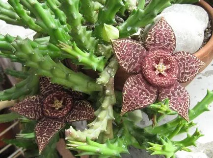 Stapelia fotografii și specii de propagare și de îngrijire de flori