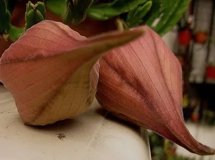 Stapelia fotografii și specii de propagare și de îngrijire de flori