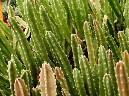 Stapelia fotografii și specii de propagare și de îngrijire de flori