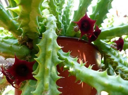 Stapelia fotografii și specii de propagare și de îngrijire de flori