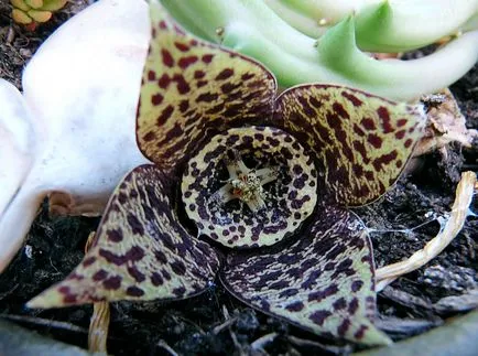 Stapelia fotografii și specii de propagare și de îngrijire de flori