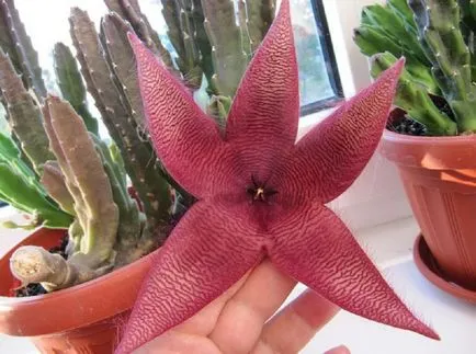 Stapelia fotografii și specii de propagare și de îngrijire de flori