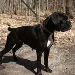 câine Boxer (50 poze) Negru franceză, un pitic, descriere, video