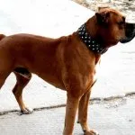 câine Boxer (50 poze) Negru franceză, un pitic, descriere, video