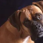 câine Boxer (50 poze) Negru franceză, un pitic, descriere, video