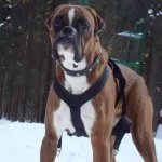 câine Boxer (50 poze) Negru franceză, un pitic, descriere, video