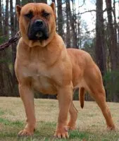 Caracterizarea Dogo Canario rasă de câini și descrierea Presa Canario