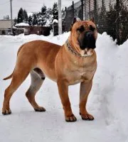 Caracterizarea Dogo Canario rasă de câini și descrierea Presa Canario