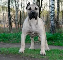 Caracterizarea Dogo Canario rasă de câini și descrierea Presa Canario