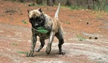 Kutya Dogo Canario fajta jellemzése és leírása kanári-szigeteki kutya