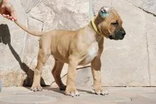 Caracterizarea Dogo Canario rasă de câini și descrierea Presa Canario