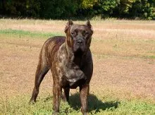 Caracterizarea Dogo Canario rasă de câini și descrierea Presa Canario