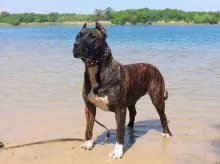 Caracterizarea Dogo Canario rasă de câini și descrierea Presa Canario