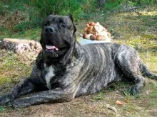 Caracterizarea Dogo Canario rasă de câini și descrierea Presa Canario