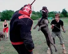 Куче Bandog австралийски зло куче - порода описание