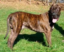 Caracterizarea Dogo Canario rasă de câini și descrierea Presa Canario