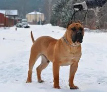 Caracterizarea Dogo Canario rasă de câini și descrierea Presa Canario