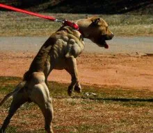 Куче Bandog австралийски зло куче - порода описание