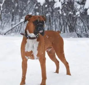 câine Boxer (50 poze) Negru franceză, un pitic, descriere, video