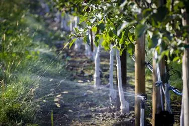 Prune în îngrijire Siberia