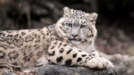 Snow Leopard (oz)